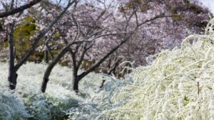 春天不只看樱花，春游爱知丰田赏花采果景点推荐
