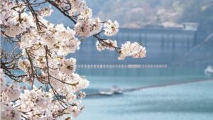赴日赏樱早春召集令2024樱花季提前寻幽访胜东京三处追樱私房景点
