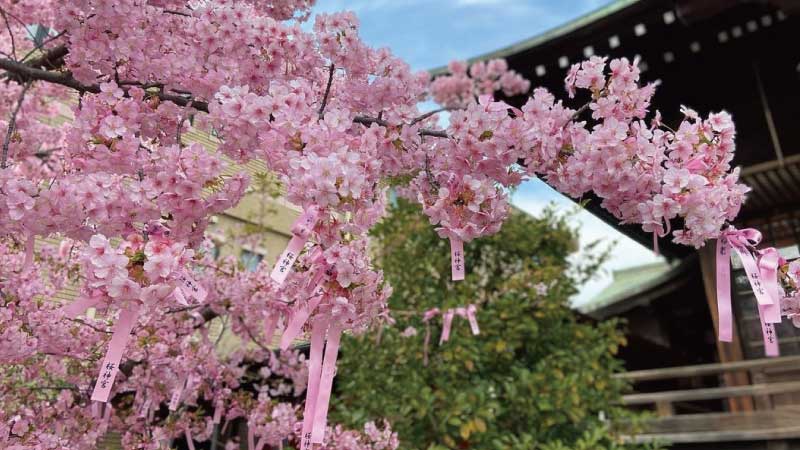 「河津樱」绽放下的「樱神宫」｜粉色祈愿缎带环绕，春日限定的浪漫梦幻景致