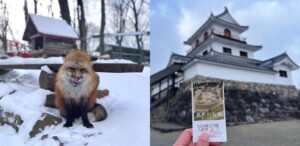 雪地里的圆滚滚狐狸们太可爱啦！宫城县藏王狐狸村+白石城一日游