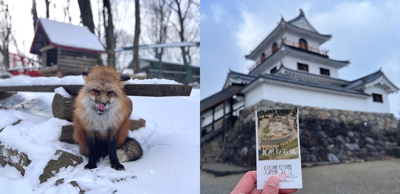 雪地里的圆滚滚狐狸们太可爱啦！宫城县藏王狐狸村+白石城一日游