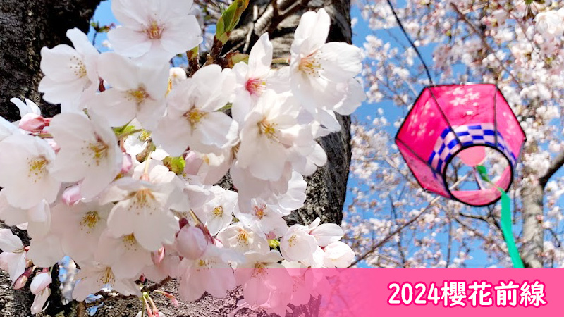 2024樱前线分析，日本赏樱攻略就看这一篇！