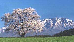 2024年日本岩手县赏樱必去景点5选！不可错过的日剧梦幻场景小岩井农场一本樱