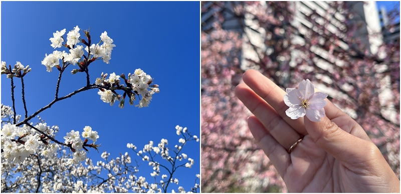 日本怎么宣布东京樱花「开花」？看这一颗标本木就知道什么时候满开！