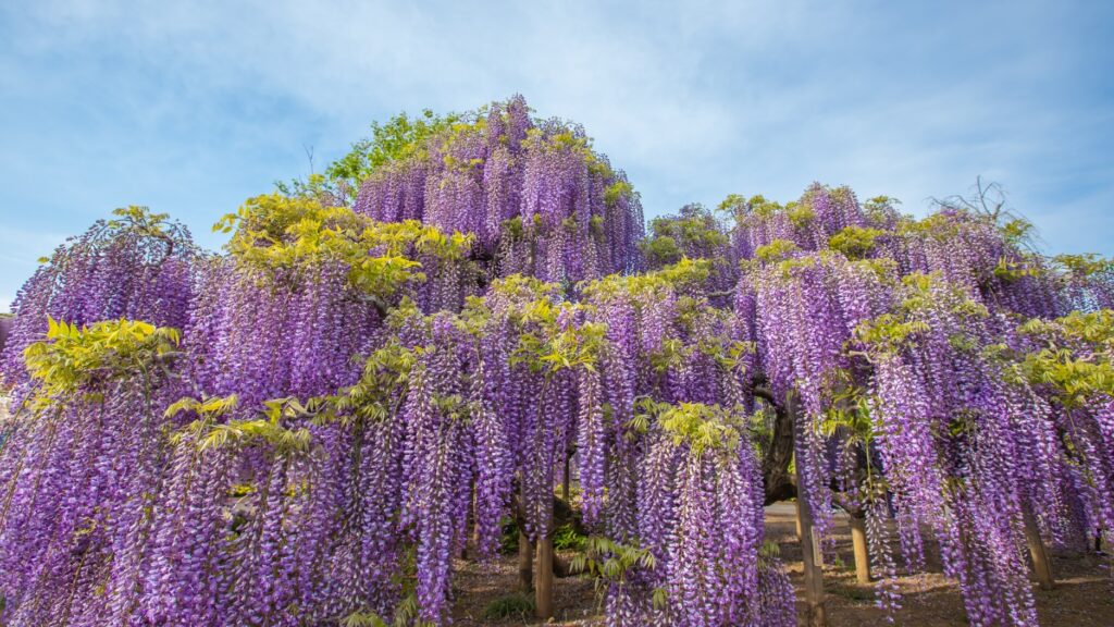 紫藤花祭不可错过的美景！栃木足利花卉公园「紫藤花物语~大藤祭2024~」