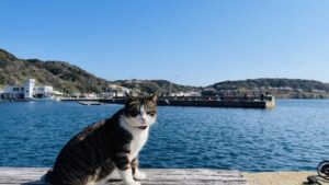 享受被猫迷围绕的幸福！福冈必去的猫岛魅力盘点