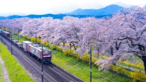 2025年日本宫城赏樱必去景点5选！千本樱美景不能错过