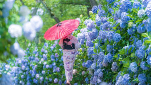 2025 日本紫阳花知名景点10选，六月梅雨季限定的浪漫花海