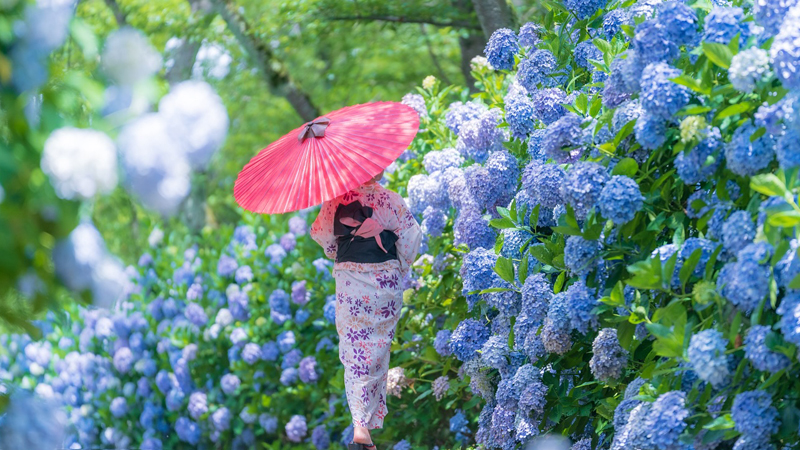 2025 日本紫阳花知名景点10选，六月梅雨季限定的浪漫花海