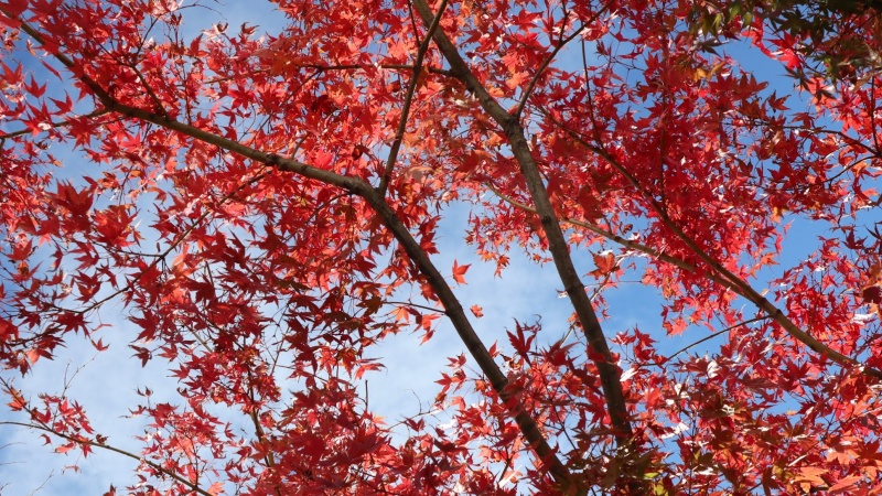 红叶前线怎么看？这些网站、APP存起来