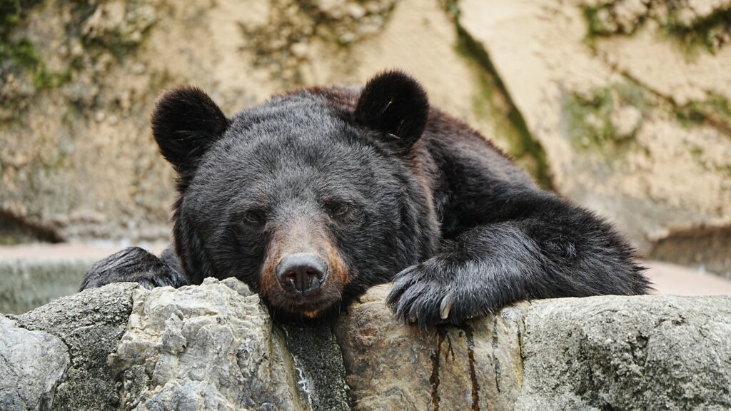 日本棕熊黑熊习性大不同？认识这些种类更加理解日本熊害内幕