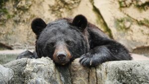 日本棕熊黑熊习性大不同？认识这些种类更加理解日本熊害内幕