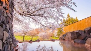 2026年樱花×露天温泉推荐住宿TOP 10！一边泡汤一边赏樱超浪漫